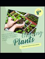 Growing Plants Plans For Your Kitchen Garden How To Develop A Vegetable Patch, Basil And Fruitlet In Simple Stages